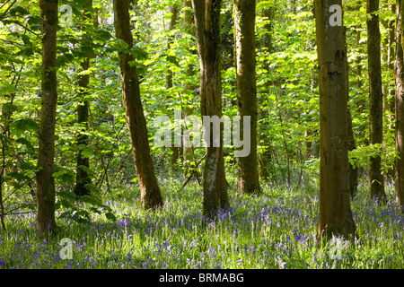 Bluebells commun (Hyacinthoides non-scripta) croissant en Coed Cefn woodland près d'Abergavenny, parc national de Brecon Beacons, Powys Banque D'Images