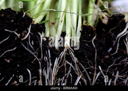 Racines d'une plante Banque D'Images