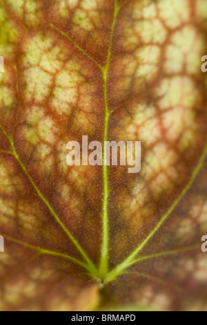 De près de l'beau feuillage d'Heuchera 'Beauty Color' Banque D'Images