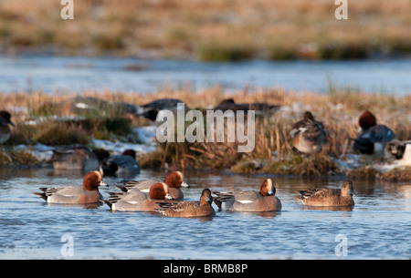 Canard siffleur Anas penelope hiver Holkham Norfolk Banque D'Images