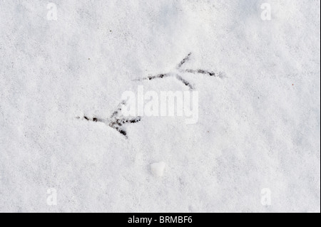 Blackbird Turdus merula empreintes de pas dans la neige en hiver Norfolk jardin Banque D'Images