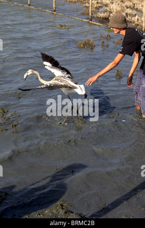 La libération volontaire flamant rose chick après qu'il a été contrôlé par des vétérinaires et avait une jambe anneau attaché. Banque D'Images