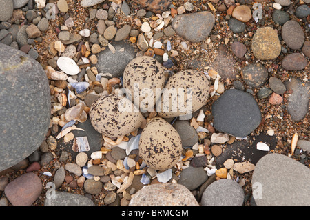 Un embrayage de 4 oeufs dans le nid d'un Gravelot Charadrius hiaticula ( ) sur la plage en Cumbria , Angleterre , Royaume-Uni Banque D'Images