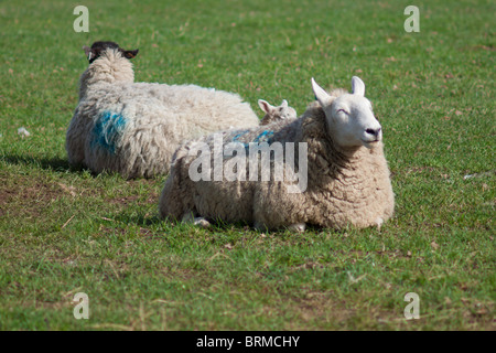 Les moutons se reposant dans le soleil du printemps Banque D'Images