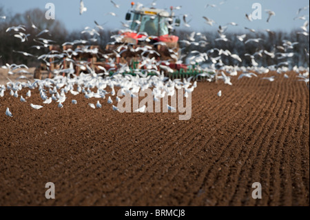 Champ de labour du tracteur à la fin de l'hiver avec les goélands à tête noire charrue suivant North Norfolk Banque D'Images