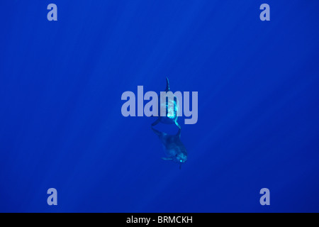 La maternité : mère et son petit grands dauphins dans l'océan, l'île de Madère, des dauphins Banque D'Images