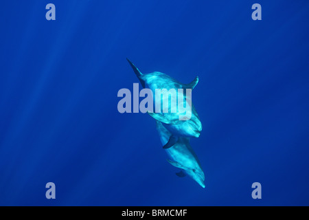 La maternité : mère et son petit grands dauphins dans le bleu, l'île de Madère, dauphins, Portugal Banque D'Images