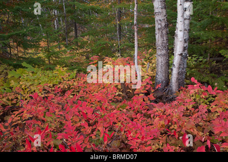 La forêt de feuillus à l'automne, Tettegouche State Park, Minnesota Banque D'Images