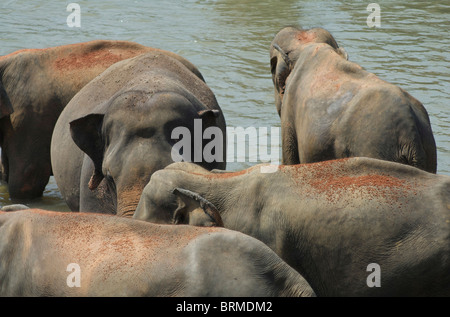 Dans le bain des éléphants orphelinat Pinnewala au Sri Lanka Banque D'Images