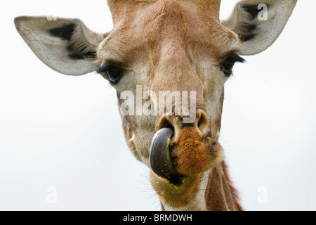 Alimentation girafe, avec la langue en narine Banque D'Images