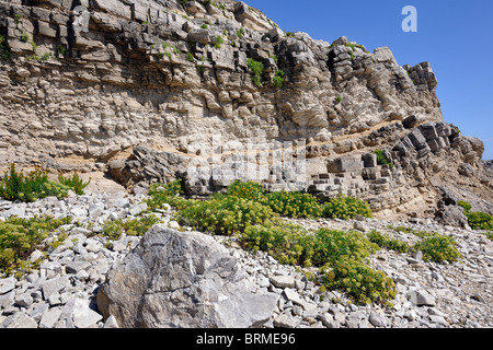 Golden Rock et éboulis calcaires, coloniser Samphire Forêt Fossile Ledge, Dorset, Angleterre Banque D'Images