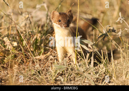 Stock photo d'une belette à longue queue (Mustela frenata) Comité permanent dans l'habitat d'armoise, Parc National de Grand Teton, Wyoming Banque D'Images