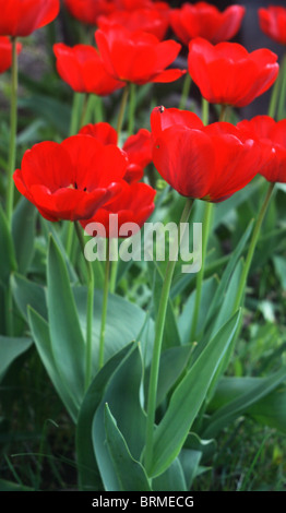 Tulipes rouges sur le lit dans le jardin Banque D'Images