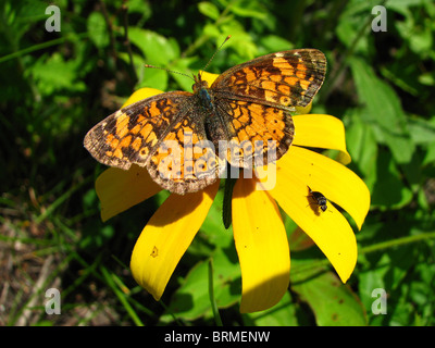 Un croissant nordique (Phyciodes cocyta) nectar d'alcool en Ontario, Canada Banque D'Images