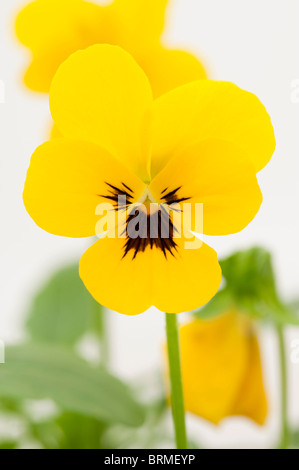 Viola 'Yellow Blotch' en fleurs Banque D'Images