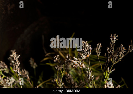 Le séchage de la lavande, Lavandula angustifolia 'Hidcote', dans une grille de cheminée Banque D'Images