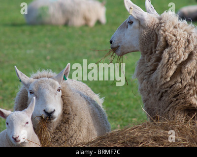 Moutons et agneaux pâturage sur l'ensilage Banque D'Images