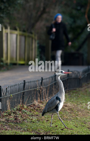 Héron cendré Ardea cinerea Regents Park Londres hiver Banque D'Images