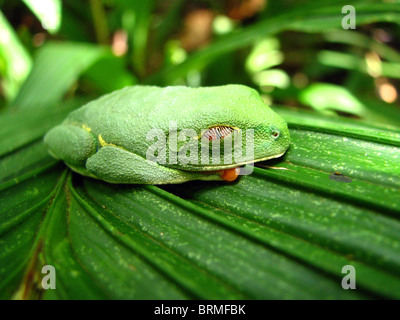 Un coin couchage grenouille feuille aux yeux rouges au Costa Rica Banque D'Images