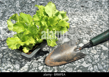 Les jeunes plants de laitue prêt à être planté dans le potager Banque D'Images