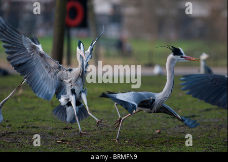 Héron cendré Ardea cinerea Regents Park Londres hiver Banque D'Images