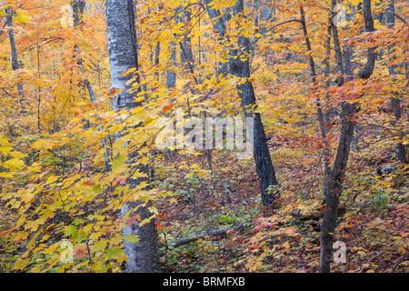 La forêt de feuillus à l'automne, Tettegouche State Park, Minnesota Banque D'Images