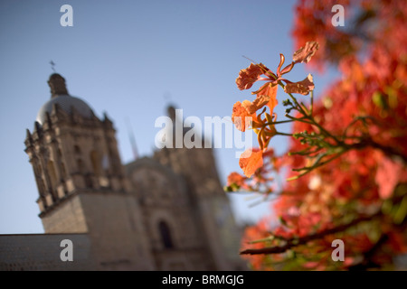 Mexique, Oaxaca, Morning sun lights arbres flamme et l'église Santo Domingo à proximité de la cathédrale de Oaxaca et le Zocalo de la ville Banque D'Images