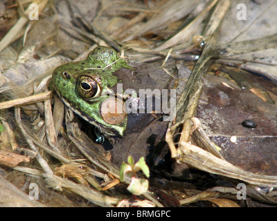 Une Grenouille verte qui se cachent dans la végétation dans l'Ontario, Canada Banque D'Images