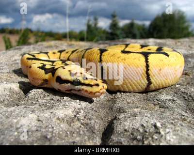 Bourdon Ball Python Banque D'Images