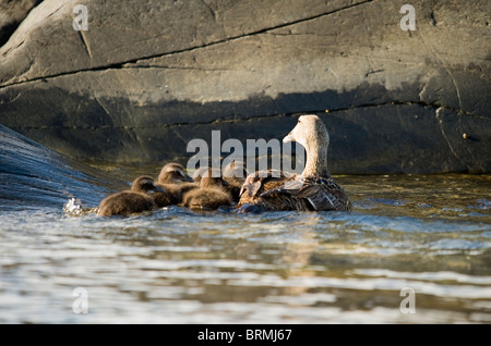 L'Eider à duvet (Somateria mollissima), avec les poussins femelles Banque D'Images