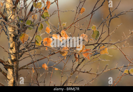 Feuilles de bouleau gelé Banque D'Images