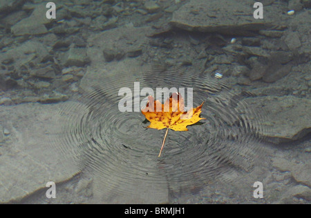 Feuille morte colorés en flottant une ondulation sur la rivière Banque D'Images