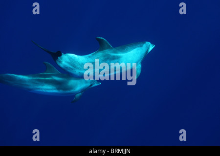 Maternité : mère et veau dauphins à gros bec dans le bleu, île de Madère, observation des dauphins, Portugal Banque D'Images