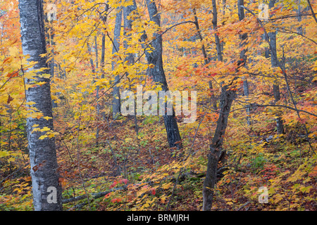 La forêt de feuillus à l'automne, Tettegouche State Park, Minnesota Banque D'Images