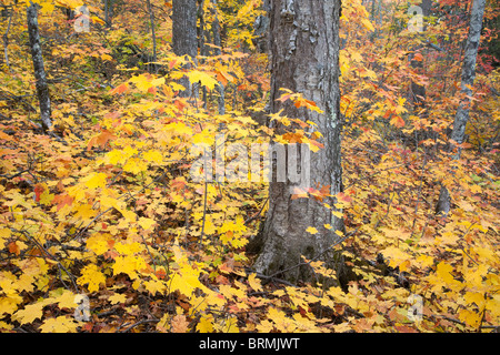 La forêt de feuillus à l'automne, Tettegouche State Park, Minnesota Banque D'Images