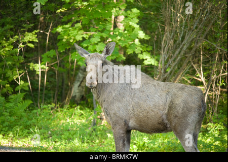 L'orignal (Amérique du Nord) ou européenne (Europe) Wapiti (Alces alces) Banque D'Images