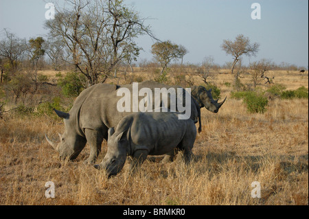 Vue panoramique sur trois rhinocéros blanc se nourrir dans une savane sèche Banque D'Images