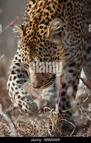 Leopard en mouvement Banque D'Images