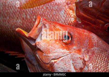Close-up d'un poisson fraîchement pêché Banque D'Images
