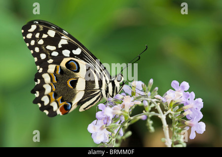 Citrus swallowtail Butterfly (Papilio caravaggio collier style necklace) se nourrissant de nectar sur une fleur de lilas Banque D'Images