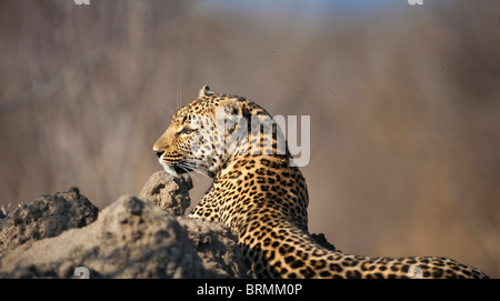 Portrait d'une femme leopard couché contre une termitière Banque D'Images