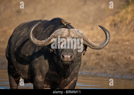 Buffalo debout dans un trou d'eau avec un oxpecker sur son dos Banque D'Images