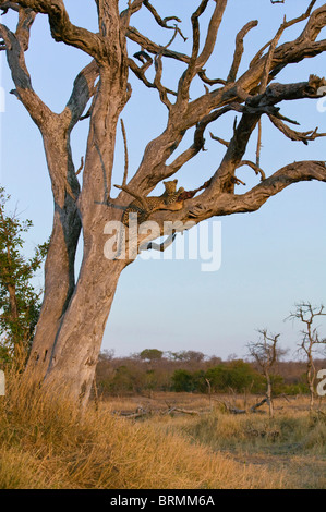 Un léopard femelle allongé sur une branche d'un arbre avec un impala leadwood tuer dans une lumière chaude Banque D'Images