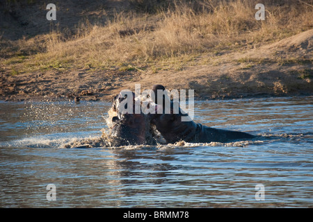 Deux hippopotames clash dans un différend territorial dans un étang Banque D'Images
