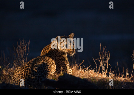 Une femme lit leopard retour sur son épaule alors qu'allongé sur le sol la nuit Banque D'Images