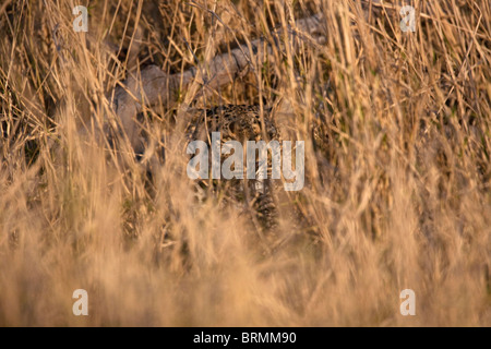 Leopard dissimulé dans de longues herbes sèches Banque D'Images