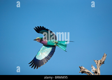 Lilac Breasted Roller en vol Banque D'Images