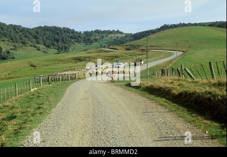 Scène rurale avec un troupeau de moutons d'être entassés le long d'une route de gravier Banque D'Images