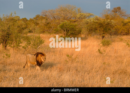 Vue panoramique du grand mâle lion marchant à travers bush Banque D'Images