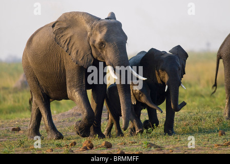 Avec les jeunes éléphants marchant ensemble dans les prairies Banque D'Images
